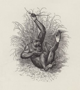 Ilustrace pro The Water-Babies od Charlese Kingsleyho (rytina) od Edward Linley (after) Sambourne