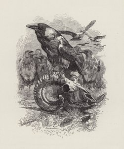 Ilustrace pro The Water-Babies od Charlese Kingsleyho (rytina) od Edward Linley (after) Sambourne