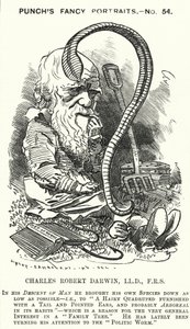 Punch cartoon: Charles Darwin, anglický přírodovědec a biolog (rytina)