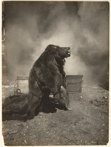 Nechte mazaného černého medvěda tančit jeho tanec od Edward S. Curtis