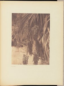 Ovoce z palem od Edward S. Curtis
