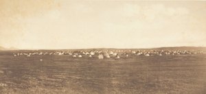 Tábořiště Sun Dance - Piegan, 1900. od Edward Sheriff Curtis