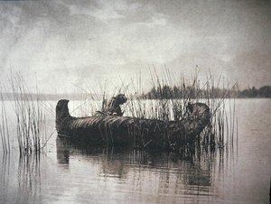 The Rush Gatherer, Montana (černobílá fotografie) od Edward Sheriff Curtis