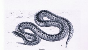Adder, Nature in Britain vydal Collins od Edward William (after) Cooke