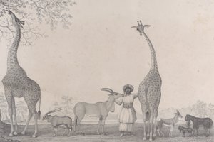 Majestátní a půvabné žirafy neboli Cameleopardi s některými vzácnými zvířaty gazely..., 1838.