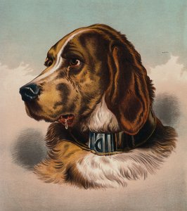 Krvavý pes () (barevná litografie) od Edwin (after) Landseer
