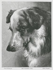 Věrný pes (rytina) od Edwin Douglas