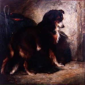 Ovčácká kolie od Edwin Douglas