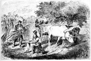Oxen Hauling Corn, 19. století.