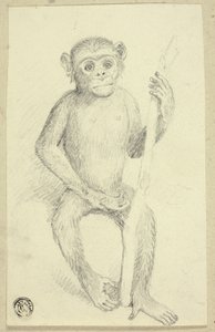 Orangutan