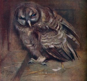 Mladá hnědá sova, 1907 od Edwin John Alexander