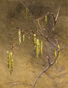 Catkins (akvarel)
