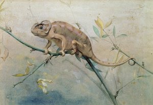 Chameleon, 1901 (wc na papíře)