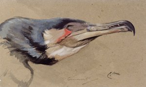 Kormorán (akvarel) od Edwin John Alexander