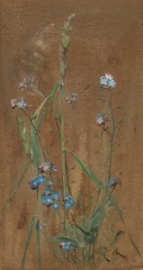 Forget-Me-Not (akvarel na hnědém papíře)