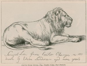 Senegalský lev z Exeter Change od Edwin Landseer
