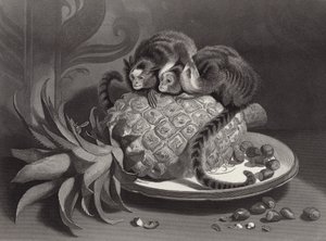 Marmozets od Edwin Landseer