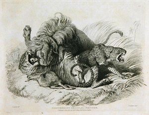 Contending Group after Nature, deska 6 z Dvacet rytin lvů, tygrů, panterů a leopardů... vyryl Thomas Landseer (1795-1880) 1823