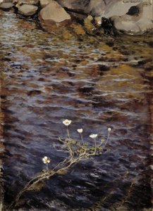 Rybník Water Crowfoot