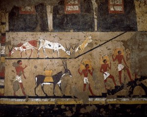Egyptský starověk: přeprava pšenice na hřbetu parmice a na hřbetě otroků. Freska hrobky královny Neferou III. 12. dynastie. 2200-2000 před naším letopočtem. Z El Ghebelen. Turín, egyptské muzeum od Egyptian 12th Dynasty