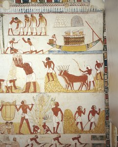 Egypt, Théby, Luxor, Sheikh 