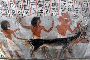 Egyptský starověk: postavy vedoucí betail hlavy. Obraz hrobky Roy (TT255). 18. dynastie. Ze západního břehu Luxoru v Egyptě od Egyptian 18th Dynasty