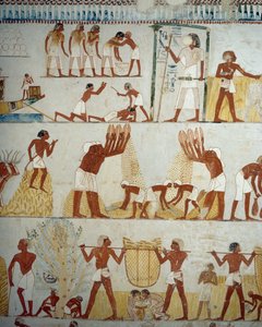 Sklizeň úrody, mlácení a dobývání obilí, detaily z fresek ve vestibulu hrobky Menna, nekropole Sheikh Abd el Qurnah, Luxor, Théby (Seznam světového dědictví UNESCO od Egyptian 18th Dynasty
