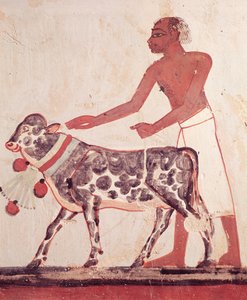 Rolník vedoucí krávu k obětování, z hrobky Menny (nástěnná malba) od Egyptian 18th Dynasty