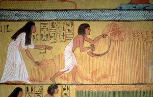 Detail scény sklizně na východní zdi, z hrobky Sennedjem, The Workers" Village, New Kingdom od Egyptian 19th Dynasty
