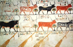Sedm nebeských krav, posvátný býk a čtyři nebeská kormidla, z Nefertariiny hrobky, Nová říše (nástěnná malba) od Egyptian 19th Dynasty