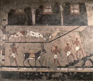 Zemědělská scéna, nástěnná malba odstraněná z Mastaba of Ti v Sakkaře, Stará říše, cca 2494-2345 př.nl (malovaný vápenec)