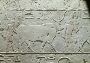 Pastevec vedoucí býka, detail z Mastaby z Akhethotepu, ze Sakkáry, Stará říše, cca 2500 př. n. l. (malovaný vápenec)