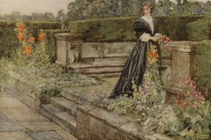 Garden Fancys, the Flower