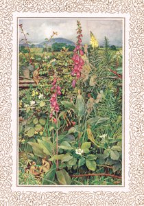 Naues Fairies between Foxgloves, ilustrace z 
