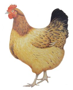 Kuře, 2012 (akvarel a tužka na papíře)