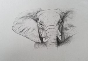Slon, 2011 (akvarel a tužka na papíře) od Eleanor Grafton