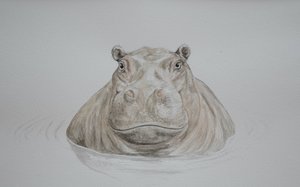 Hroch, 2021 (akvarel)