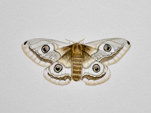 Můra, 2019 (akvarel a tužka) od Eleanor Grafton