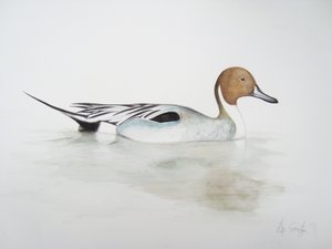Kachnička, 2011 (akvarel a tužka) od Eleanor Grafton