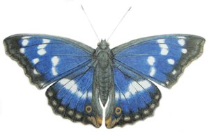 Purpurový císař, 2012 (akvarel a tužka na papíře) od Eleanor Grafton