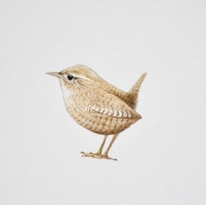 Wren, 2019 (akvarel a tužka)