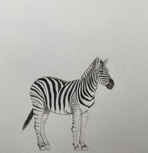 Zebra, 2018 (akvarelová tužka a barva)