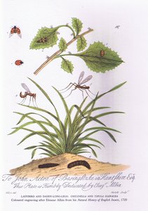 Lady Bird a Daddy Long Legs: Coccinella a Tipula Oleracea (barva litho) od Eleazar (after) Albin