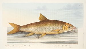 Barbel, z Pojednání o rybách a rybnících, hospoda. 1832 (ručně kolorovaná rytina)