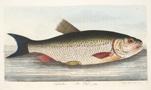 Chub, z Pojednání o rybách a rybnících, hospoda. 1832 (ručně kolorovaná rytina) od Eleazar Albin