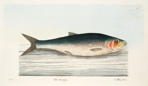 Sleď, z Pojednání o rybách a rybnících, hospoda. 1832 (ručně kolorovaná rytina)