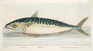 Makrela, z Pojednání o rybách a rybnících, hospoda. 1832 (ručně kolorovaná rytina)
