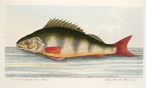 Okoun z řeky Rýn, z Pojednání o rybách a rybnících, hospoda. 1832 (ručně kolorovaná rytina)
