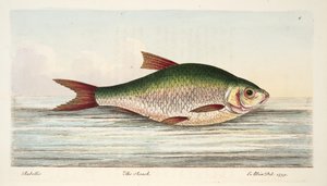 Plotice, z Pojednání o rybách a rybnících, hospoda. 1832 (ručně kolorovaná rytina) od Eleazar Albin