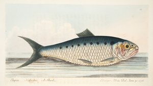 The Shad, z Pojednání o rybách a rybnících, hospoda. 1832 (ručně kolorovaná rytina) od Eleazar Albin
